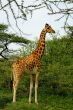Girafe de Rodschild<br/>Bernard Mauduit